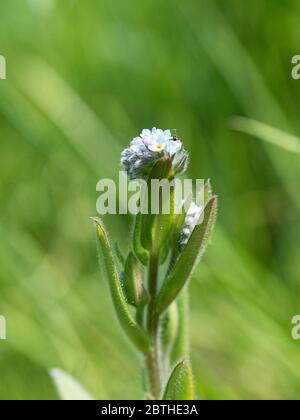 Tige de Myosotis arvensis en fleurs sur fond vert herbacé Banque D'Images
