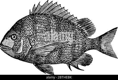 Le Sheepshead, un poisson de la famille des sparaidae, de la famille des brebis et des porgies, dessin de ligne vintage ou illustration de gravure. Illustration de Vecteur