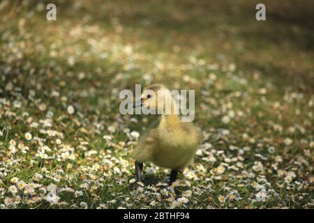 Perce de la Bernache du Canada (branta canadensis). Banque D'Images