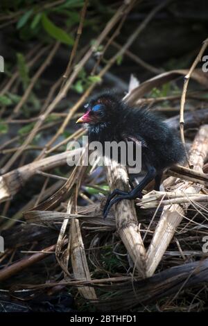 Un seul Moorhen Gallinula chloropus poussa à sortir d'un nid sur le lac Trenance Boating dans les jardins Trenance à Newquay, en Cornwall. Banque D'Images