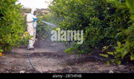 Vaporisez un pesticide écologique. Fermier fumigation dans le costume de protection et masque citronniers. Homme pulvérisant des pesticides toxiques, pesticides, insecticides Banque D'Images