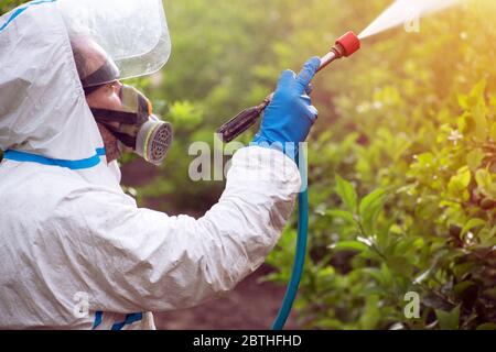 Vaporisez un pesticide écologique. Fermier fumigation dans le costume de protection et masque citronniers. Homme pulvérisant des pesticides toxiques, pesticides, insecticides Banque D'Images