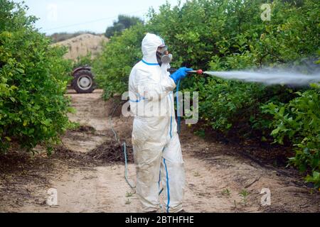 Vaporisez un pesticide écologique. Fermier fumigation dans le costume de protection et masque citronniers. Homme pulvérisant des pesticides toxiques, pesticides, insecticides Banque D'Images