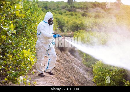 Vaporisez un pesticide écologique. Fermier fumigation dans le costume de protection et masque citronniers. Homme pulvérisant des pesticides toxiques, pesticides, insecticides Banque D'Images