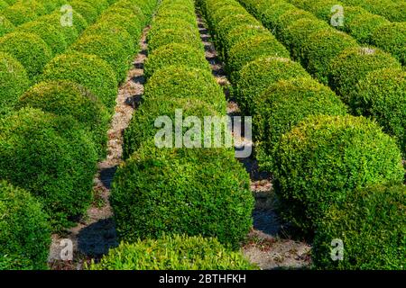 Plantation avec des rangées de plantes de buxus boxwood vert en forme de boule Banque D'Images