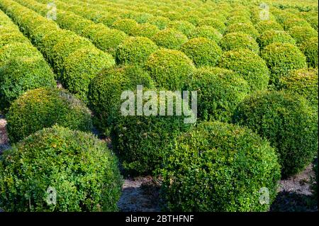 Plantation avec des rangées de plantes de buxus boxwood vert en forme de boule Banque D'Images