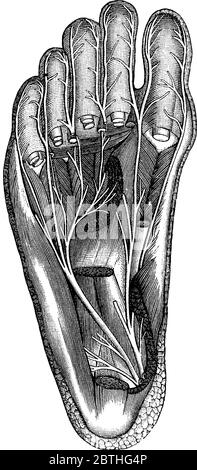 Un grand nerf, Plantar, et ses branches qui fournissent le fond des pieds. Ici, les tendons coupés des grands muscles de la jambe, vintage l Illustration de Vecteur