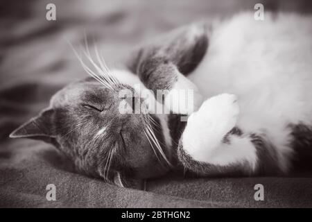 Une image en noir et blanc d'un joli chat gris domestique allongé sur une couverture en laine et rapidement endormi avec son ventre vers le haut. Banque D'Images