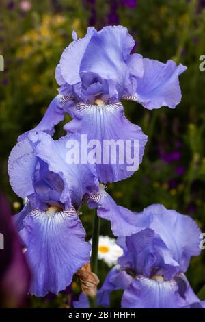 Belle fleur délicate d'iris sur un parterre à fleurs à l'extérieur Banque D'Images