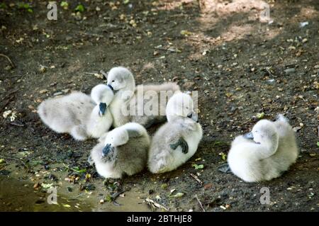 Cygnets et leurs parents cygnes reposant et prêtant par Queensmere Pond à Wimbledon Common, Londres, Royaume-Uni Banque D'Images