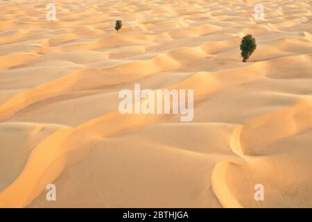 Vue aérienne de deux arbres verts dans un désert au milieu des dunes de sable. Banque D'Images