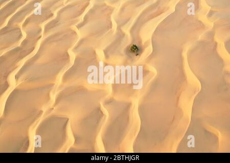 Vue aérienne d'un arbre vert tombé entre les dunes de sable dans un désert. Banque D'Images