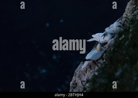 Un Gannet niche sur les falaises de Bempton le 9 juillet 2019 près de Bridlington, en Angleterre. Des milliers d'oiseaux de mer, y compris des gantets, migrent depuis les climats plus chauds pour nicher sur les falaises de craie de Bempton, dans le North Yorkshire, où ils passeront l'été à se reproduire et à élever leurs jeunes. Plus de 20,000 Gannets - cette paire pour la vie et peut vivre pendant plus de 20 ans - constituent le quart d'un million d'oiseaux marins qui reviennent nicher chaque été sur ces falaises de craie de 100 mètres de haut. Les Gannets qui nichent dans la réserve RSPB de Bempton Cliffs constituent la plus grande colonie de reproduction du continent britannique. Banque D'Images