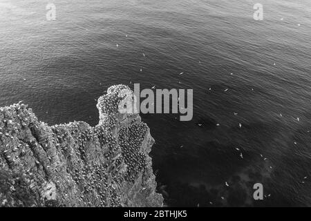 Un Gannet niche sur les falaises de Bempton le 9 juillet 2019 près de Bridlington, en Angleterre. Des milliers d'oiseaux de mer, y compris des gantets, migrent depuis les climats plus chauds pour nicher sur les falaises de craie de Bempton, dans le North Yorkshire, où ils passeront l'été à se reproduire et à élever leurs jeunes. Plus de 20,000 Gannets - cette paire pour la vie et peut vivre pendant plus de 20 ans - constituent le quart d'un million d'oiseaux marins qui reviennent nicher chaque été sur ces falaises de craie de 100 mètres de haut. Les Gannets qui nichent dans la réserve RSPB de Bempton Cliffs constituent la plus grande colonie de reproduction du continent britannique. Banque D'Images