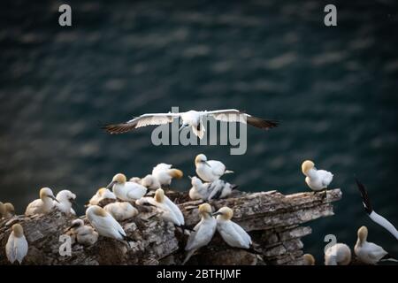 Un Gannet niche sur les falaises de Bempton le 9 juillet 2019 près de Bridlington, en Angleterre. Des milliers d'oiseaux de mer, y compris des gantets, migrent depuis les climats plus chauds pour nicher sur les falaises de craie de Bempton, dans le North Yorkshire, où ils passeront l'été à se reproduire et à élever leurs jeunes. Plus de 20,000 Gannets - cette paire pour la vie et peut vivre pendant plus de 20 ans - constituent le quart d'un million d'oiseaux marins qui reviennent nicher chaque été sur ces falaises de craie de 100 mètres de haut. Les Gannets qui nichent dans la réserve RSPB de Bempton Cliffs constituent la plus grande colonie de reproduction du continent britannique. Banque D'Images