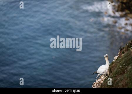 Un Gannet niche sur les falaises de Bempton le 9 juillet 2019 près de Bridlington, en Angleterre. Des milliers d'oiseaux de mer, y compris des gantets, migrent depuis les climats plus chauds pour nicher sur les falaises de craie de Bempton, dans le North Yorkshire, où ils passeront l'été à se reproduire et à élever leurs jeunes. Plus de 20,000 Gannets - cette paire pour la vie et peut vivre pendant plus de 20 ans - constituent le quart d'un million d'oiseaux marins qui reviennent nicher chaque été sur ces falaises de craie de 100 mètres de haut. Les Gannets qui nichent dans la réserve RSPB de Bempton Cliffs constituent la plus grande colonie de reproduction du continent britannique. Banque D'Images