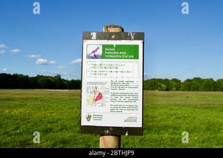 Un panneau de zone de protection skylark à Wimbledon Common, Londres, Royaume-Uni Banque D'Images