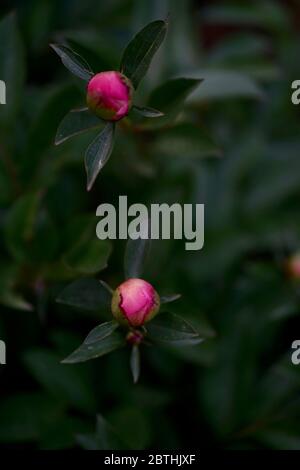 Fleur rose rouge fermée de pivoine ou de pivoine, plante à fleurs du genre Paeonia, originaire d'Asie, d'Europe et de l'ouest de l'Amérique du Nord. Tous les paeoniaceae Banque D'Images