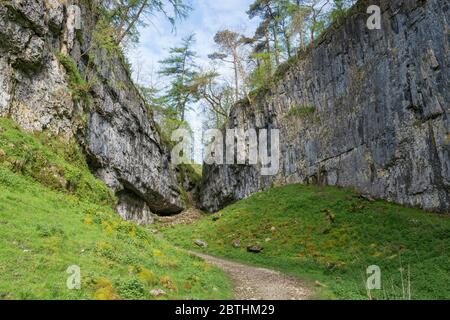 Trow Gill, une spectaculaire gorge glaciaire de fonte le long du chemin de Clapham au sommet de l'ingeborough dans les Yorkshire Dales Banque D'Images