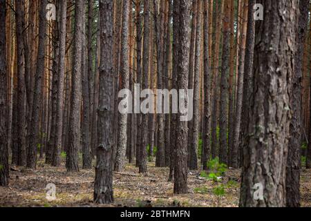 Forêt dense de pins. Troncs de pins de navires. Grands conifères. Forêt de montagnes Carpathian. Arrière-plan des arbres. Répétition. Paysage naturel. Magnifique Banque D'Images