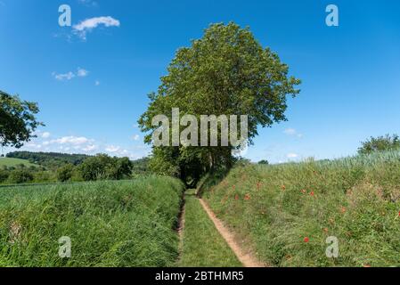 Paysage naturel avec sentier de campagne, Gochsheim, Bade-Wurtemberg, Allemagne, Europe Banque D'Images