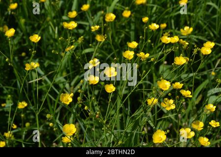 Fleurs jaunes. Rannculus acris. Champ. Buttercup caustique, type commun de buttercups Banque D'Images