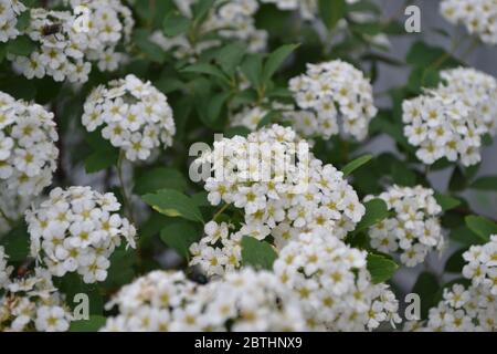 Jardinage. Spirea Wangutta. Spiraea vanhouttei, arbuste ornemental de la famille des Rosacées. Fleurs blanches Banque D'Images