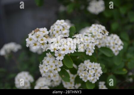 Spiraea vanhouttei, arbuste ornemental de la famille des Rosacées. Spirea Wangutta. Blanc Banque D'Images