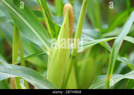 gros plan de jeunes cultures de maïs sur des plantes vertes, champ de maïs, alimentation agricole biologique Banque D'Images