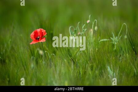 Hemmingen, Allemagne. 26 mai 2020. Le pavot fleurit dans un champ de la région de Hanovre. Crédit : Julian Strattischulte/dpa/Alay Live News Banque D'Images