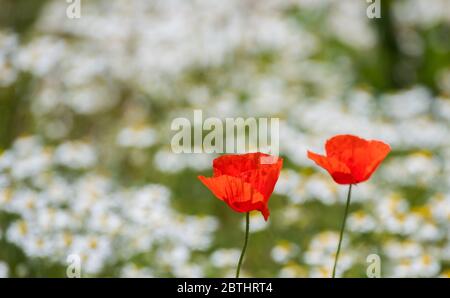 Hemmingen, Allemagne. 26 mai 2020. Le pavot fleurit dans un champ de la région de Hanovre. Crédit : Julian Strattischulte/dpa/Alay Live News Banque D'Images