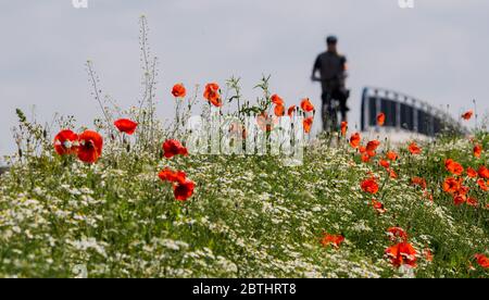 Hemmingen, Allemagne. 26 mai 2020. Graines de pavot sur un champ dans la région de Hanovre, comme un cycliste passe en arrière-plan. Crédit : Julian Strattischulte/dpa/Alay Live News Banque D'Images