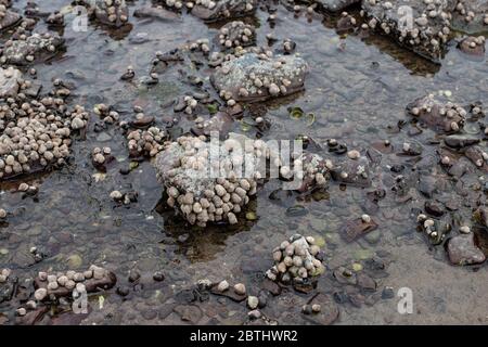 Periwinkles communes sur les rochers. Banque D'Images