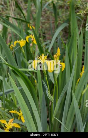 Iris poussant dans la nature. Banque D'Images