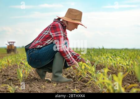 Une agricultrice examine de jeunes cultures de maïs vert au champ, une agronome regarde la plantation de maïs Banque D'Images