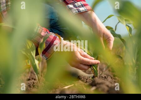 Agronome féminin examinant les jeunes cultures de maïs vert dans le champ, femme paysanne regardant la plantation de maïs, gros plan des mains, attention sélective Banque D'Images