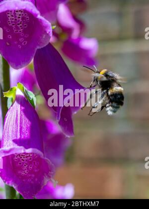 Bumblebee à queue de bœuf (Bombus terrestris) sur un rengant violet (digitalis) Banque D'Images