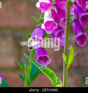 Bumblebee à queue de bœuf (Bombus terrestris) sur un rengant violet (digitalis) Banque D'Images