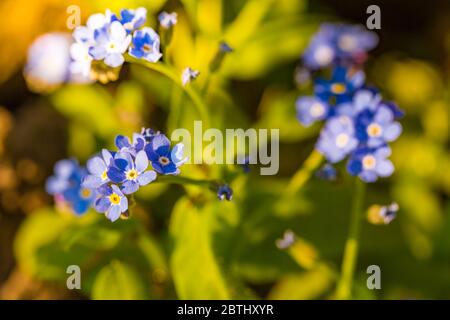 Fleurs oubliées-me-pas (Myosotis) en fleurs. Magnifiques fleurs printanières inspirantes sur fond vert jardin Banque D'Images
