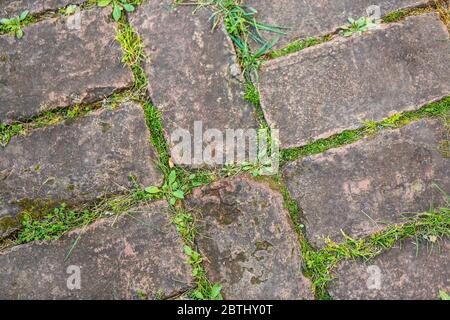 Arrière-plan pavé avec herbe. Brique avec tuiles de gazon avec chemin de pierre de l'herbe dans l'herbe verte. Chemin en pierre du jardin, chemin en pierre du jardin Banque D'Images