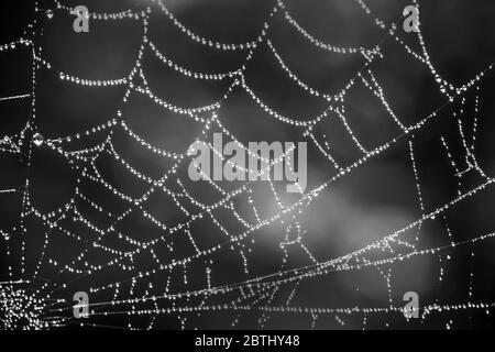 Toile d'araignée gros plan avec des gouttes de rosée en noir et blanc Banque D'Images