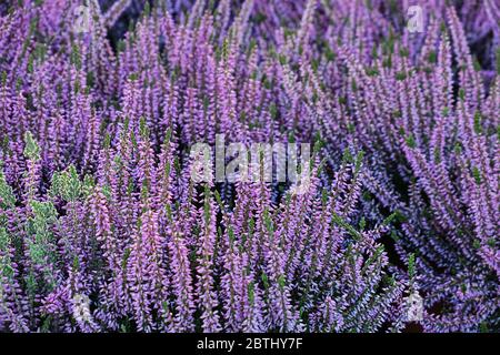 gros plan de plantes de la santé à fleurs violettes Banque D'Images