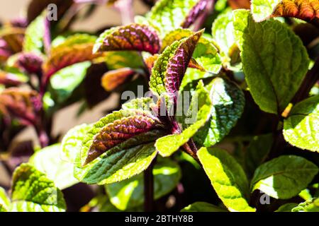 Homeplant feuilles gros plan, vert et violet plantes naturelles macro Banque D'Images