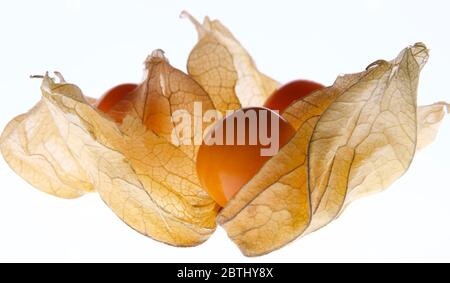 3 fruits Physalis biologiques mûrs et doux tropicaux capturés de près isolés sur fond blanc. Banque D'Images