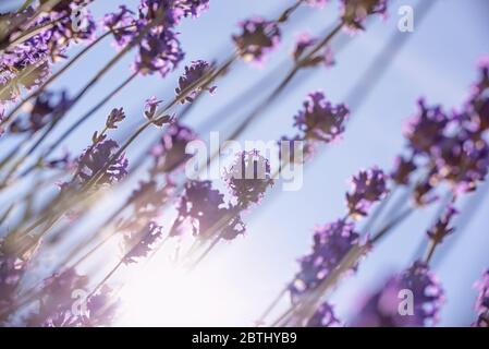 Vue depuis le dessous des fleurs de lavande pourpres, du soleil et du ciel bleu Banque D'Images