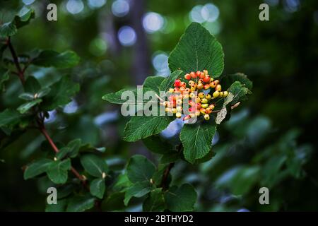 mûrissement des fruits de l'arbuste de lantana viburnum Banque D'Images