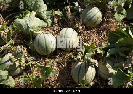Jardin de melon (Cucumis melo), France Banque D'Images