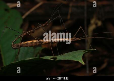 Insecte à bâtonnets piquant (Stheneboea verruculosa) Banque D'Images