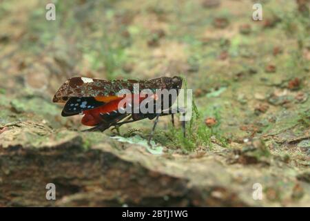 Penthicodes bimaculata (Schmidt, 1905) Banque D'Images