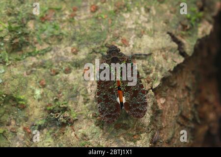 Penthicodes bimaculata (Schmidt, 1905) Banque D'Images